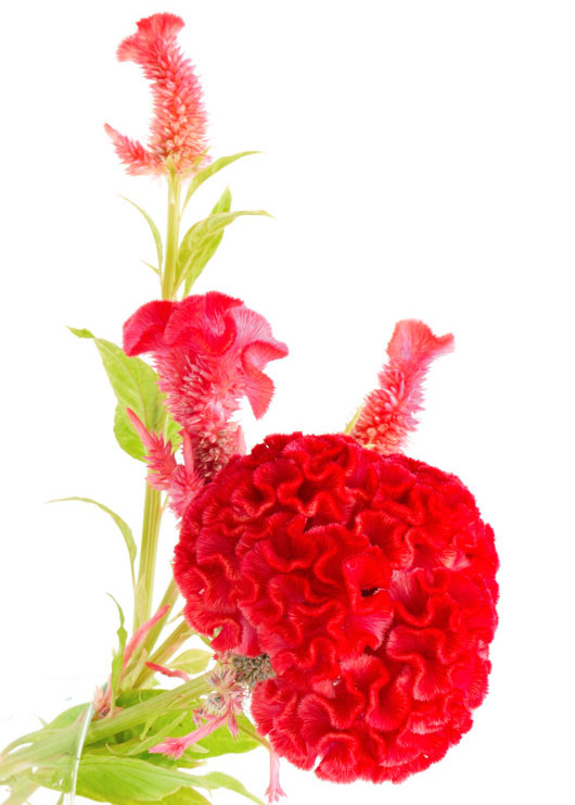Bright red cockscomb flowers with green stems on a white background, close-up floral arrangement