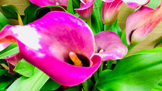Close up of zantedeschia flower