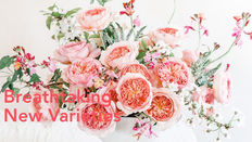 David Austin Introduces Two Exquisite New Wedding Roses