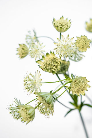 Autumn Flowers Astrantia