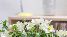 Hellebore featuring Floristry Tips From Su Whale