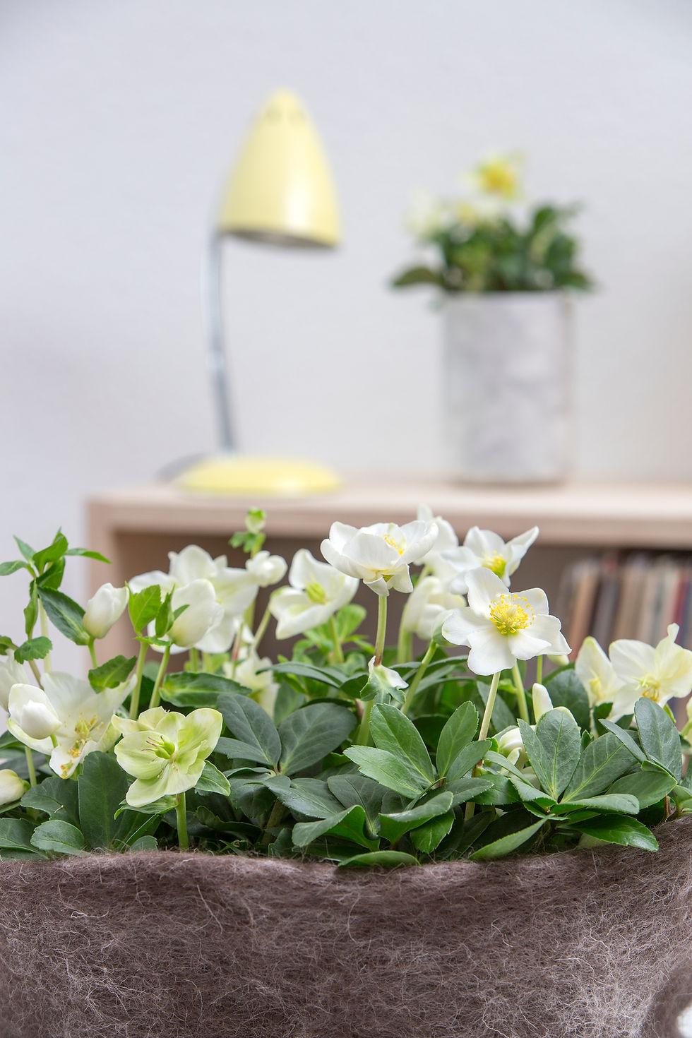 Hellebores