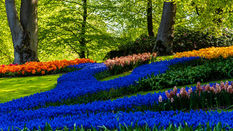 Muscari featuring Floristry Tips from Su Whale