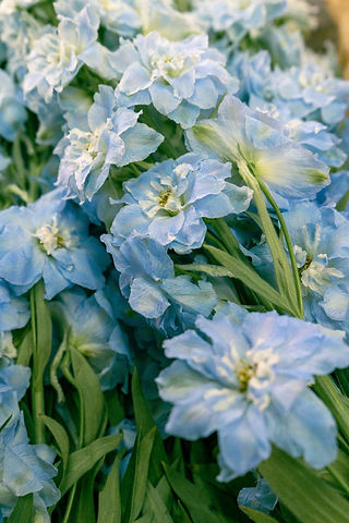 Summer Flowers Delphinium
