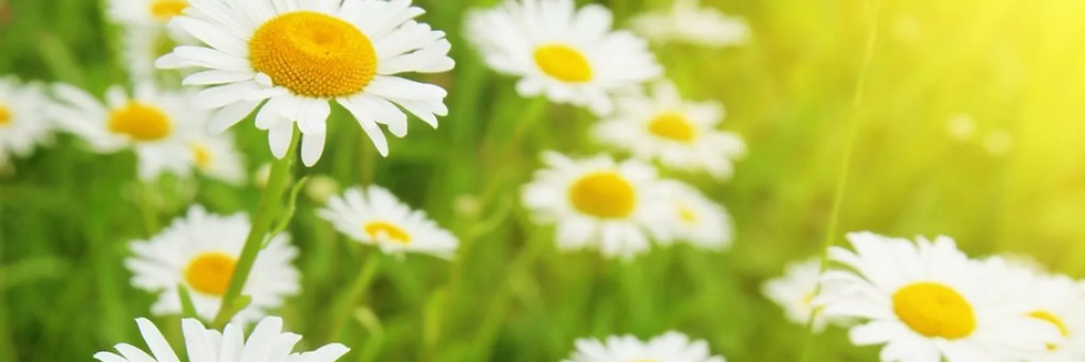April Birth Flower - daisy
