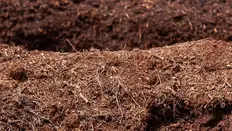 Nurturing our Soil for Sustainable Flowers