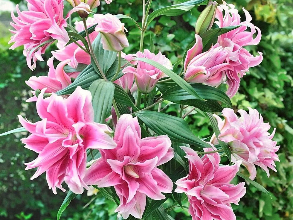 Photo: @oregonflowers