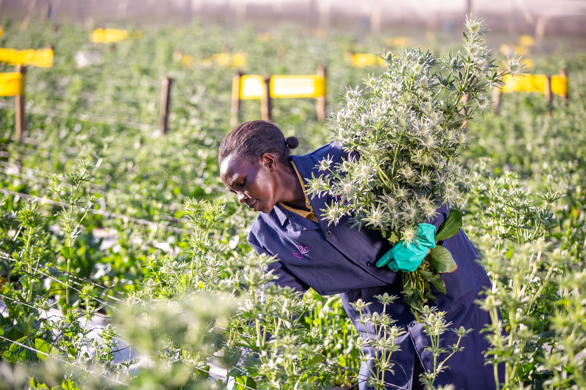 Thistles being harvested