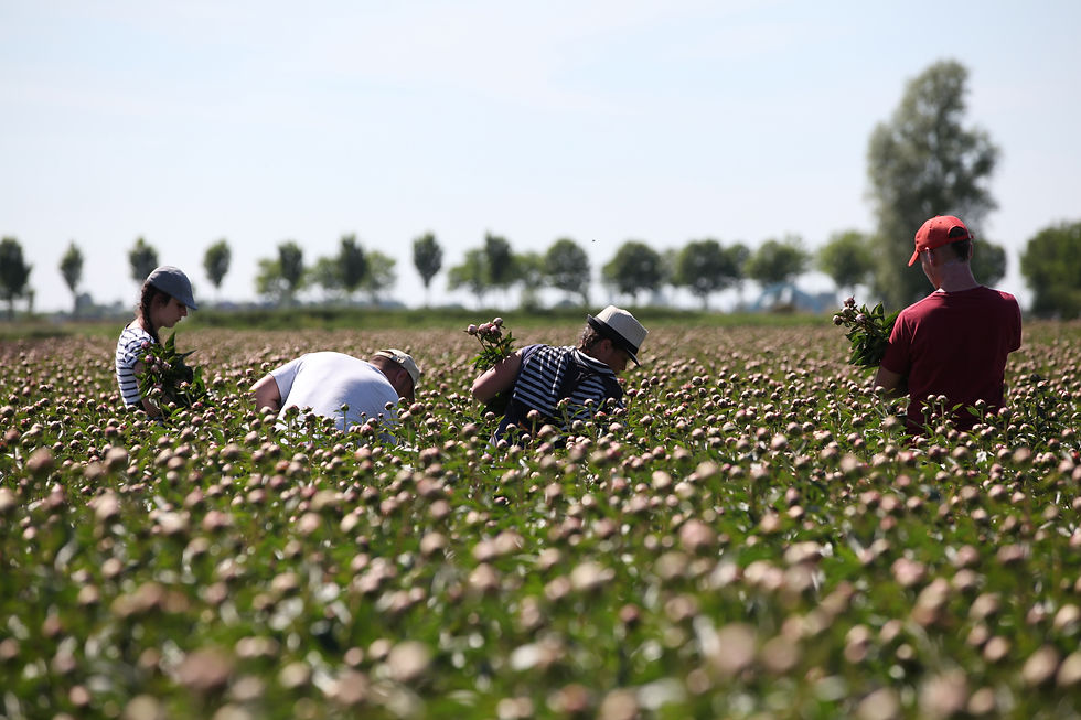 Peony Field