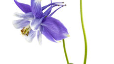 In Season: Aquilegia