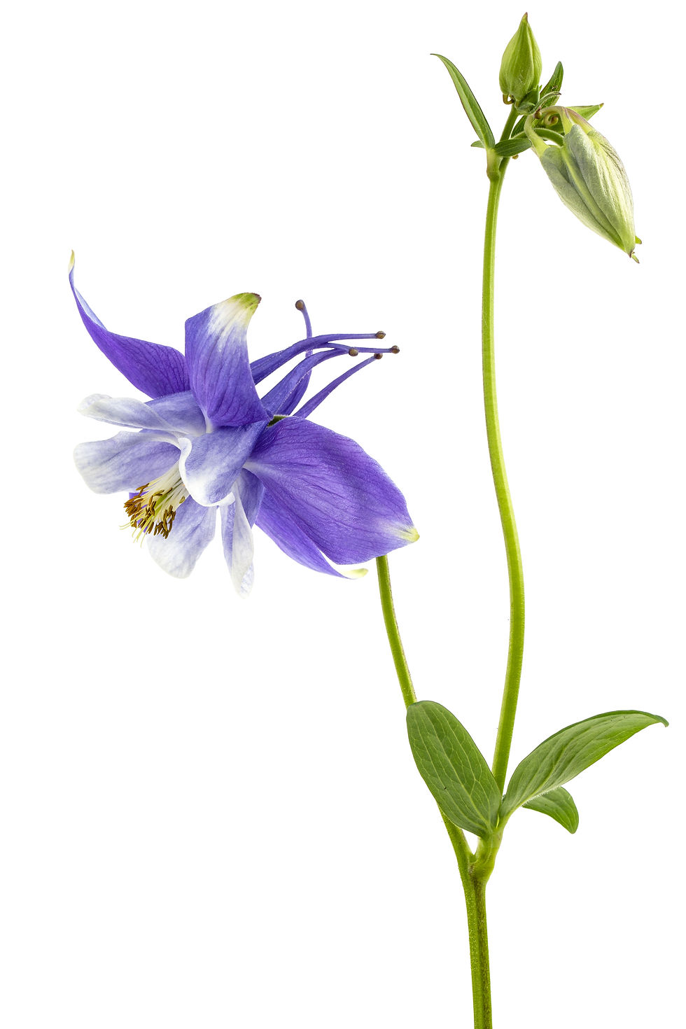 blue/purple Aquilegia 