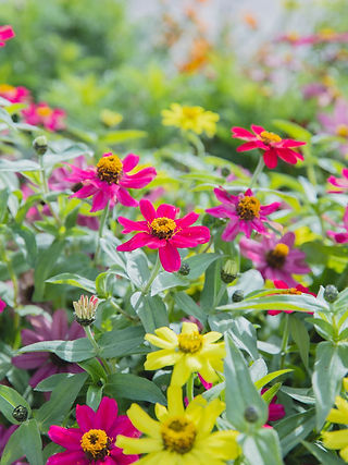 Autumn Flowers Zinnia