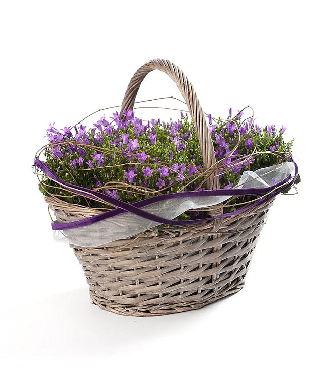 Winter Flowers Campanula
