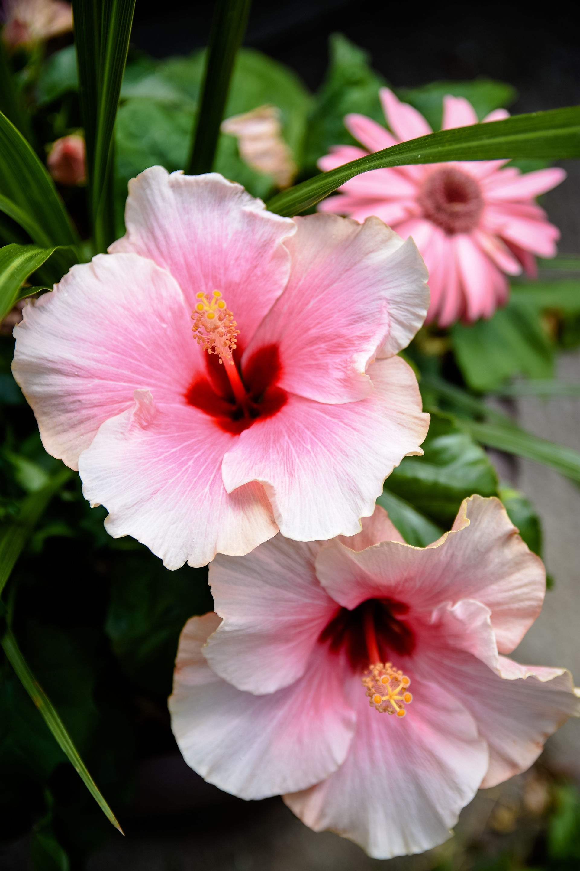 Hibiscus flower pink and white