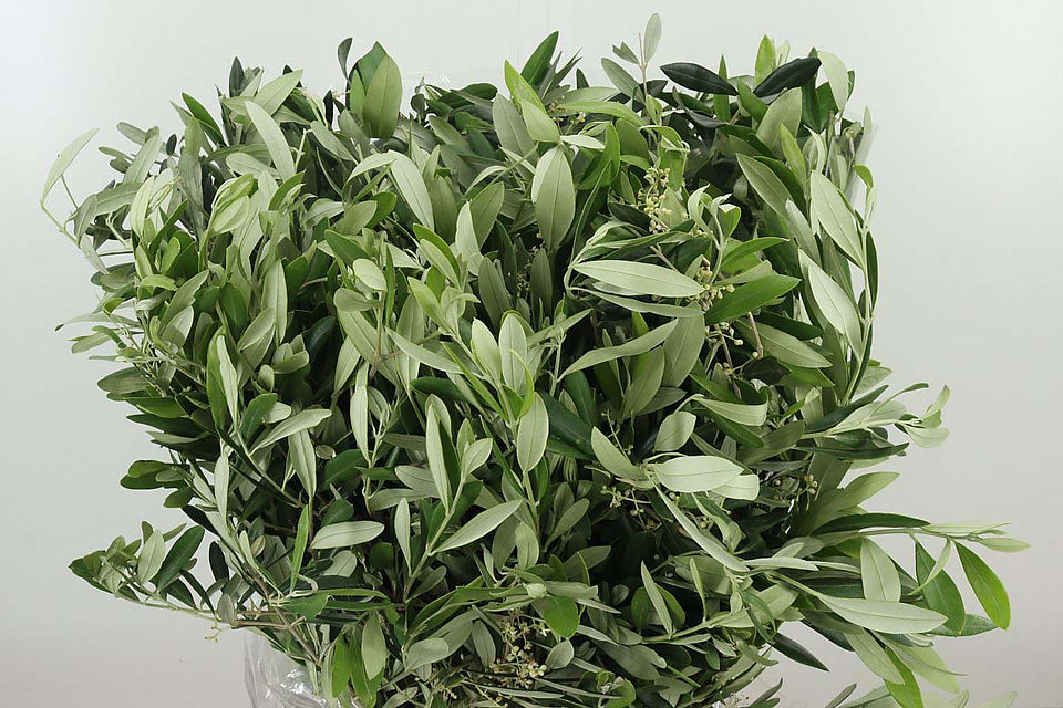 Olive branches an example of best foliage