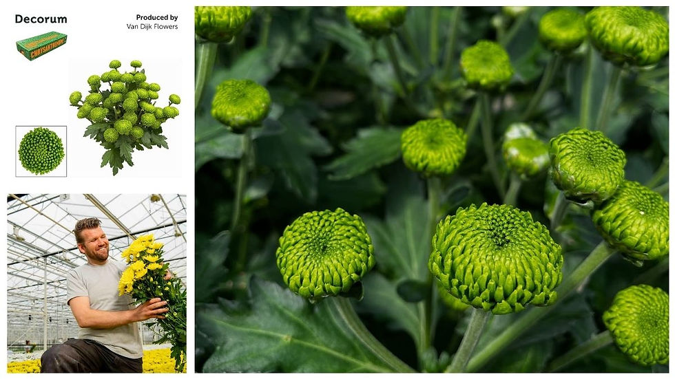 Spray Chrysanthemum Deligreen by @van Dijk Flowers in Decorum
