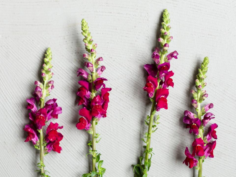 Spring flowers Antirrhinum