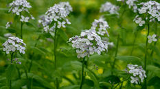 Seasonal UK Grown - Lunaria 