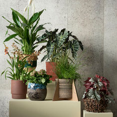 How to Help Your Customers Choose the Right Houseplant 
