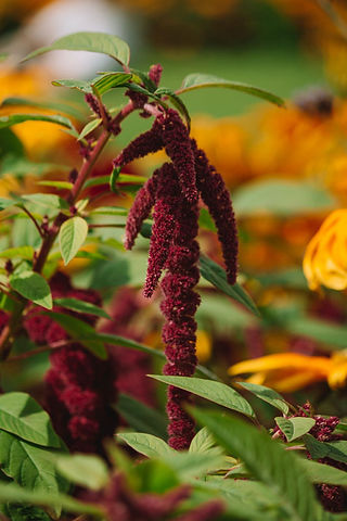 Autumn Flowers Amaranthus