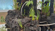 RHS Chelsea Flower Show 2026 - Ambassador Award