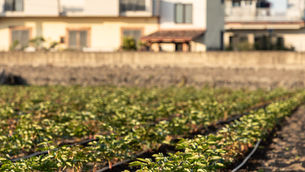Italian-Grown Flowers: Stronger, Fresher, Beautiful for Longer