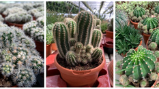 Top 5 Heat-Tolerant Plants