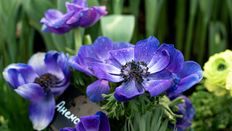 Blue Spring Flowers 