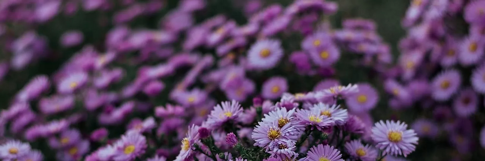 September Birth Flowers - aster