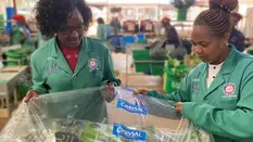 Together we Grow: Marginpar and Chrysal Partnership