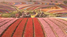 The Magical Role of Flowers in Wicked The Movie