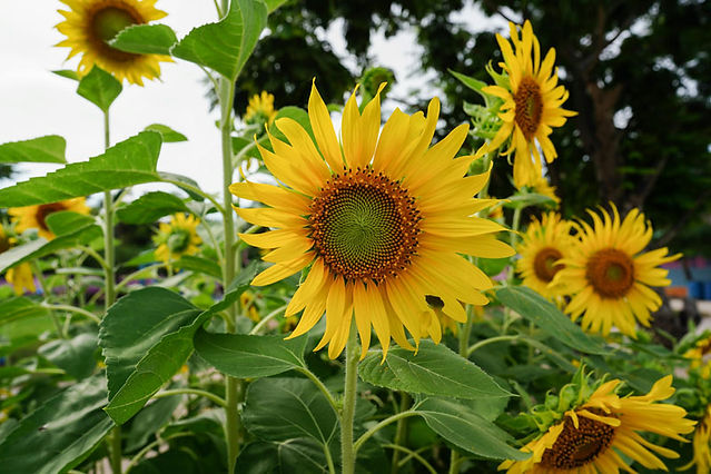 Autumn Flowers Helianthus