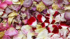 Meeting Confetti Club at Chelsea in Bloom 2024