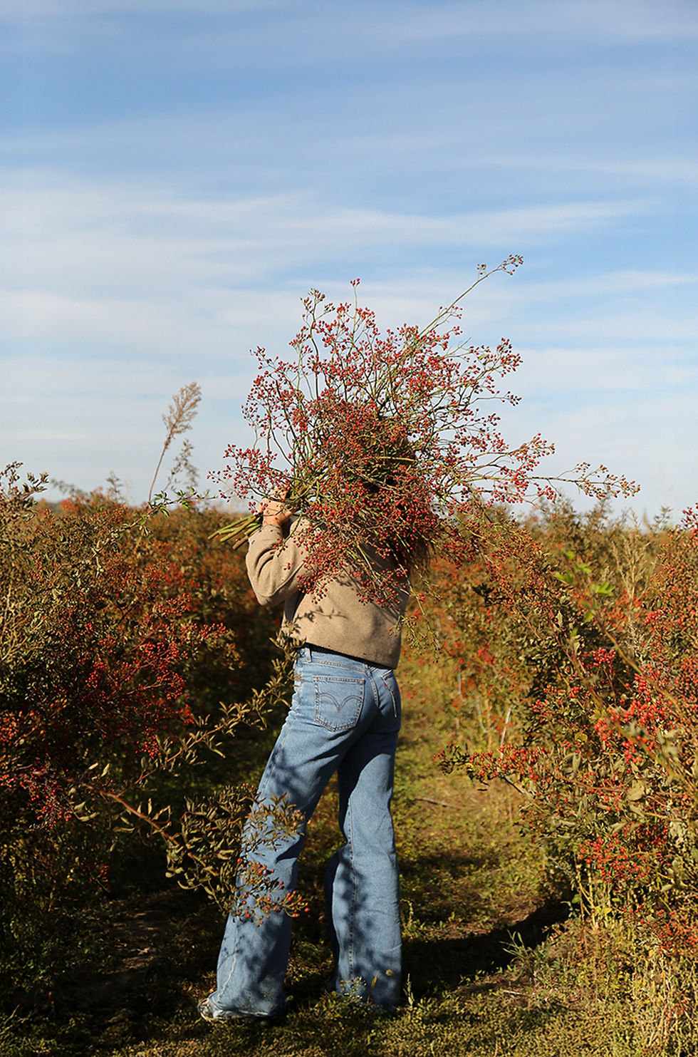 person jeans and sweater carrying a bundle of rosehips through a sunlit field under a blue sky.