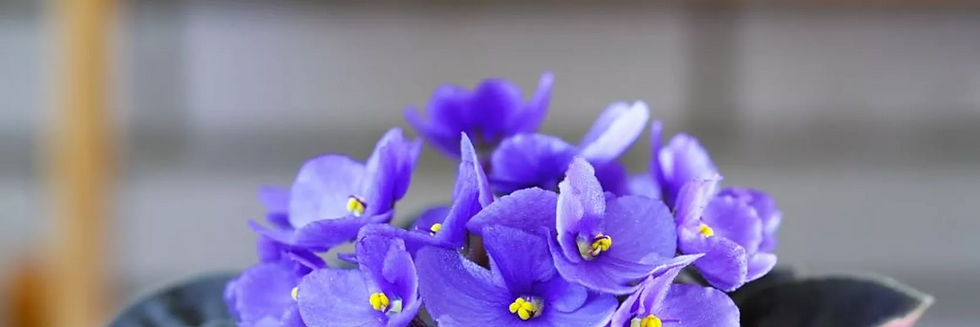 February Birth flowers - violet