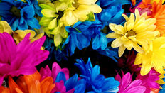 Dyed Flowers