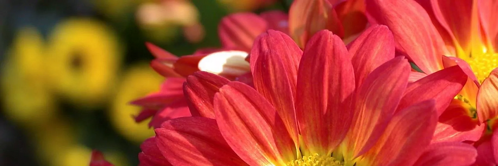 November Birth Flowers - chrysanthemums