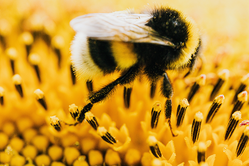 Summer Flowers Bee