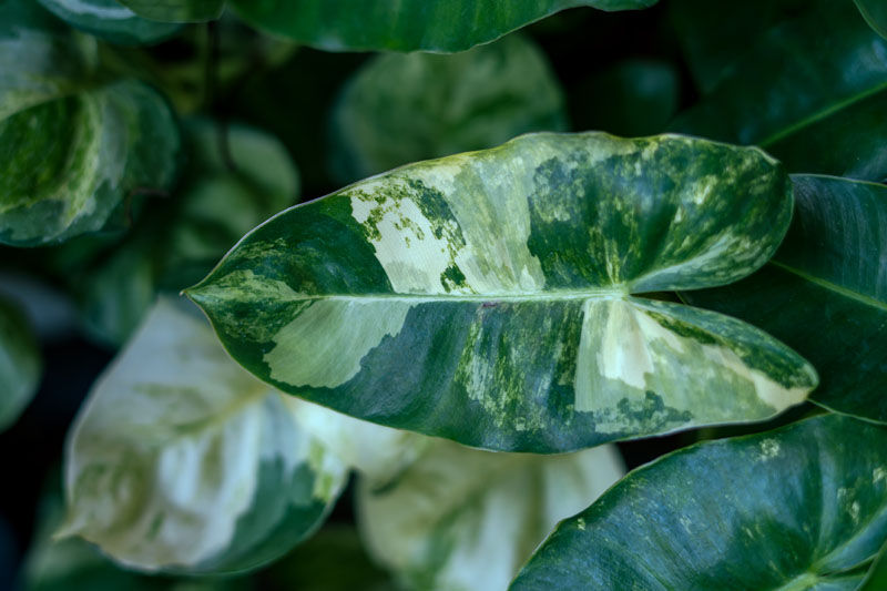variegated plant leaf Photosynthesising