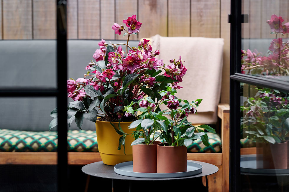 Hellebores