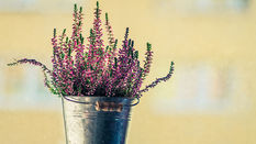 Flowering Heather 