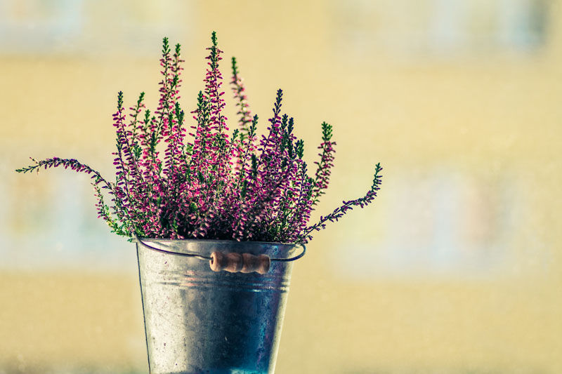 Flowering Heather in zinc pot