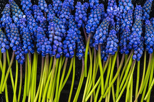Mini Muscari close up
