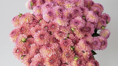 Sustainable Flower Wholesaler - How Hoek Flowers Contributes