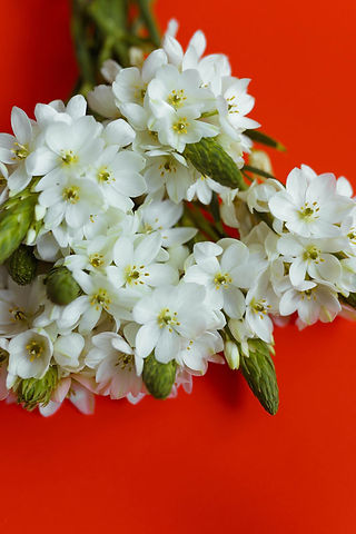 Summer Flowers Ornithogalum