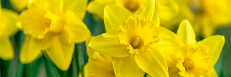March Birth Flowers - narcissus