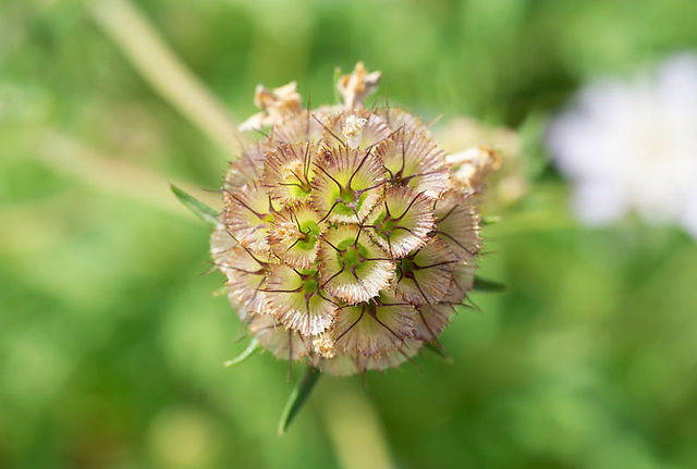 image of Scabiosa stellata, a close up to exemplify the difference from Scabiosa  
