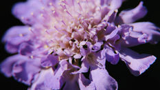 Scabiosa Flowers Explained: Care, Colours, Vase Life and Wedding Uses