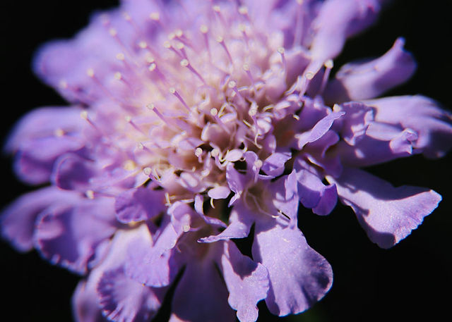 Close up picture showing the head of a Scabiosa 