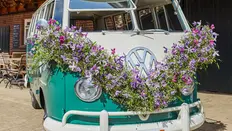 The Perfect Wedding Guest: Clematis 'Amazing'®